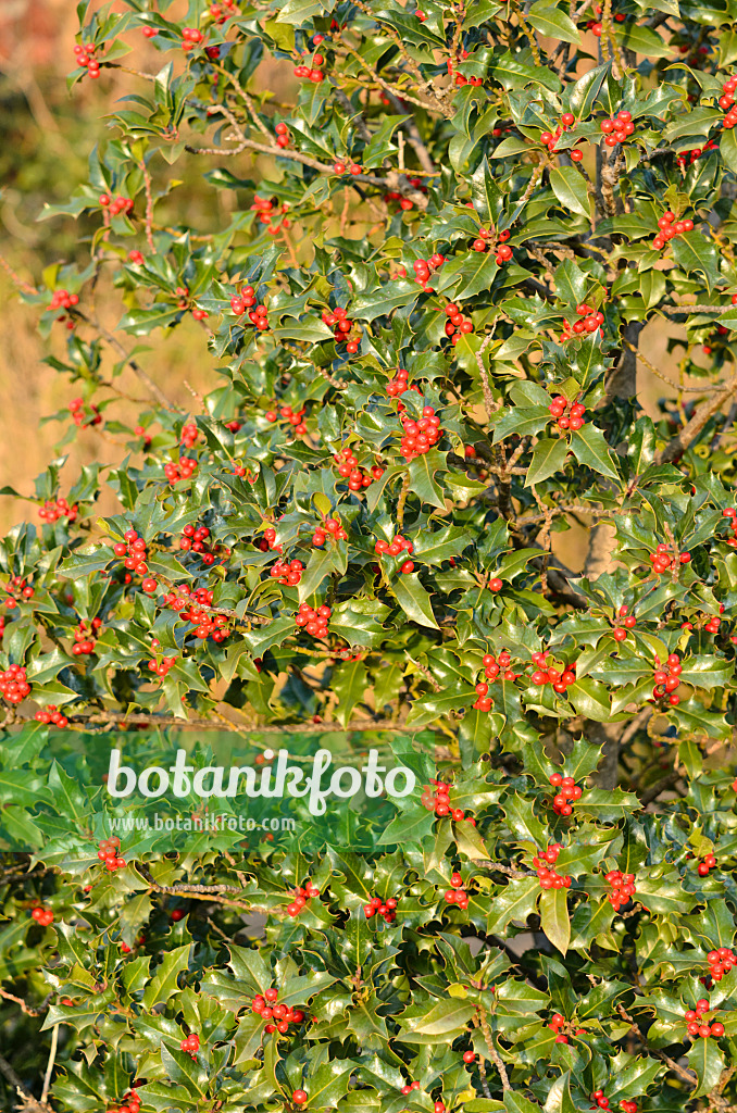 551018 - Gewöhnliche Stechpalme (Ilex aquifolium)