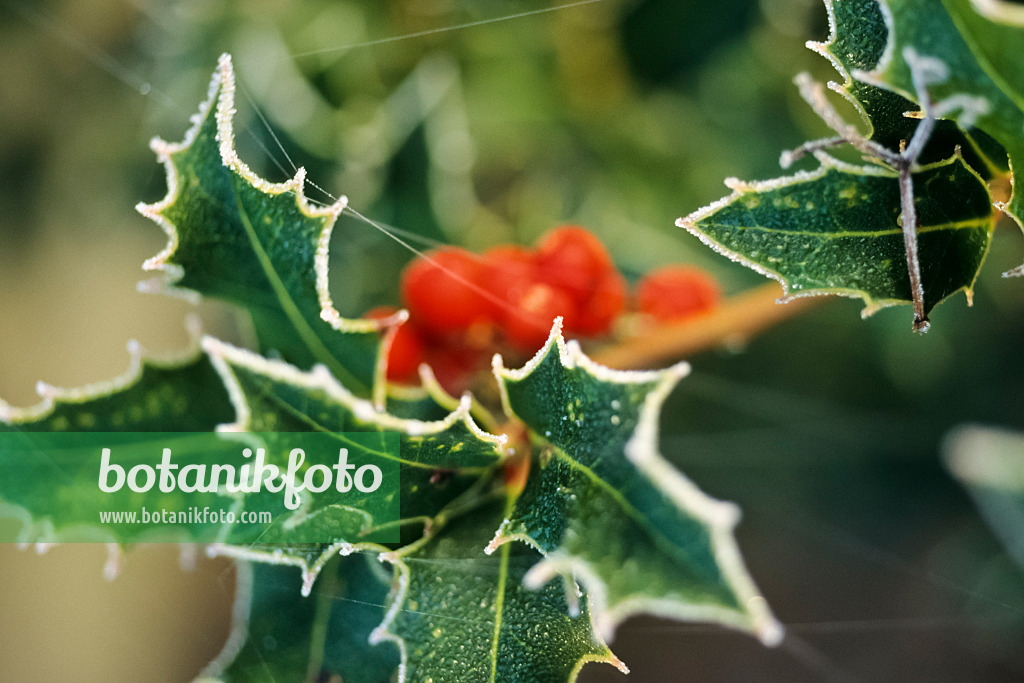 432048 - Gewöhnliche Stechpalme (Ilex aquifolium) mit Raureif