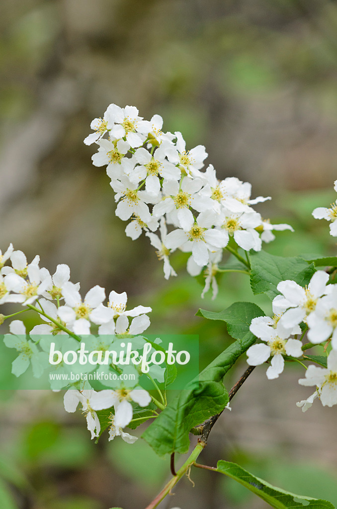 531052 - Gewöhnliche Traubenkirsche (Prunus padus)