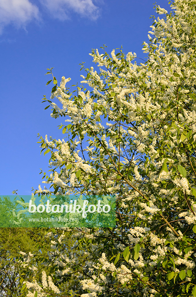 544015 - Gewöhnliche Traubenkirsche (Prunus padus)