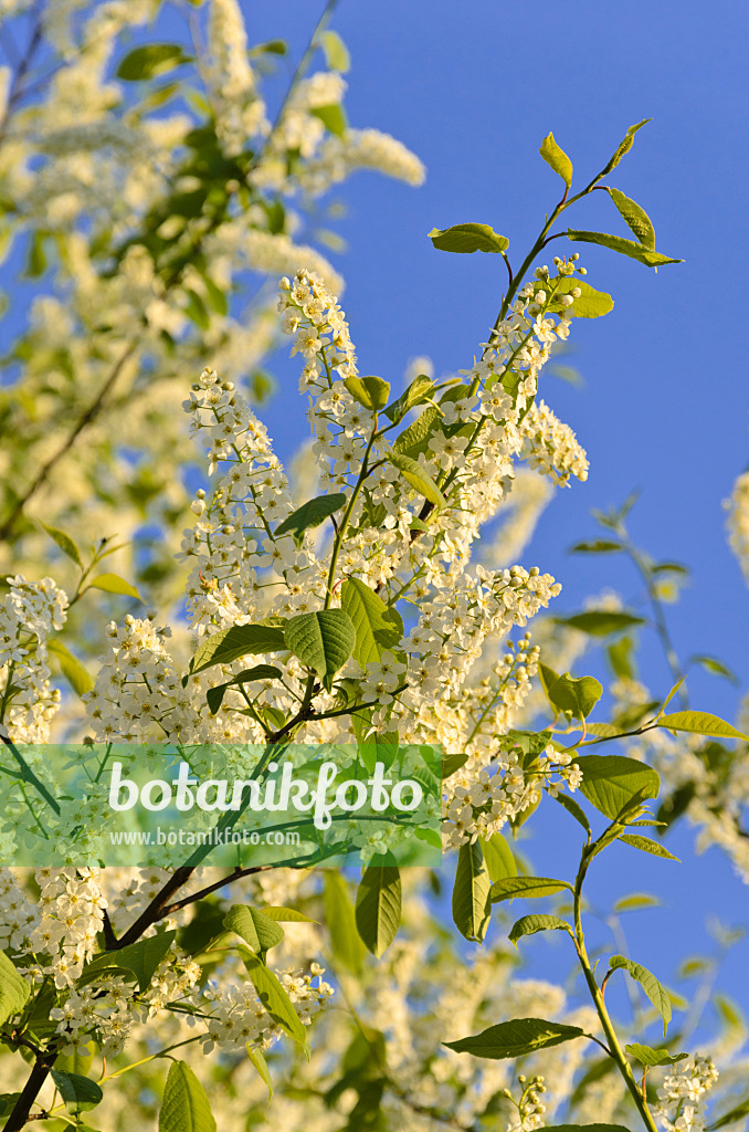 544016 - Gewöhnliche Traubenkirsche (Prunus padus)