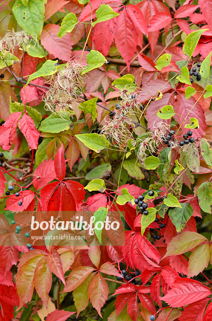 524200 - Gewöhnliche Waldrebe (Clematis vitalba) und Selbstkletternde Jungfernrebe (Parthenocissus quinquefolia)