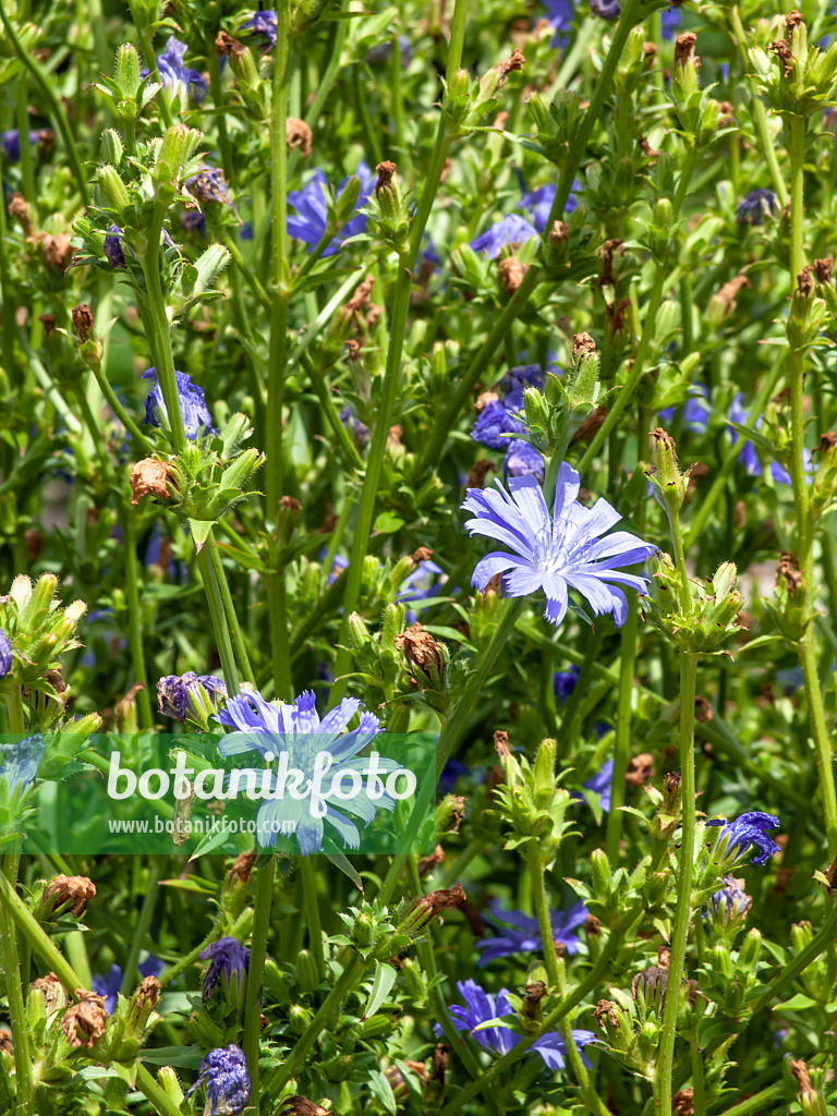 450013 - Gewöhnliche Wegwarte (Cichorium intybus)