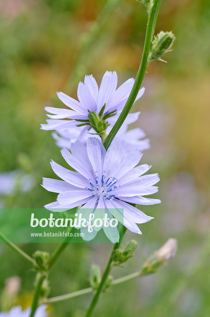 486065 - Gewöhnliche Wegwarte (Cichorium intybus)