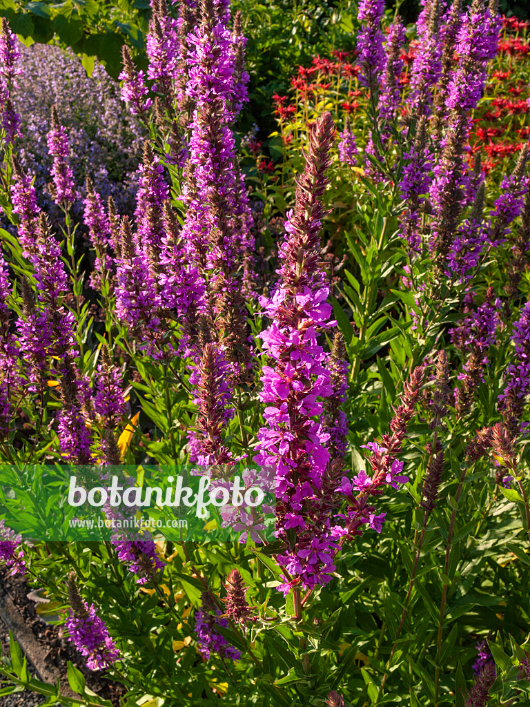 403004 - Gewöhnlicher Blutweiderich (Lythrum salicaria)