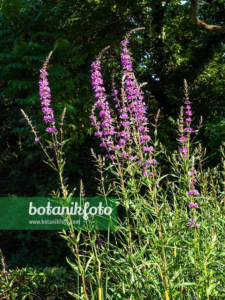 462031 - Gewöhnlicher Blutweiderich (Lythrum salicaria)