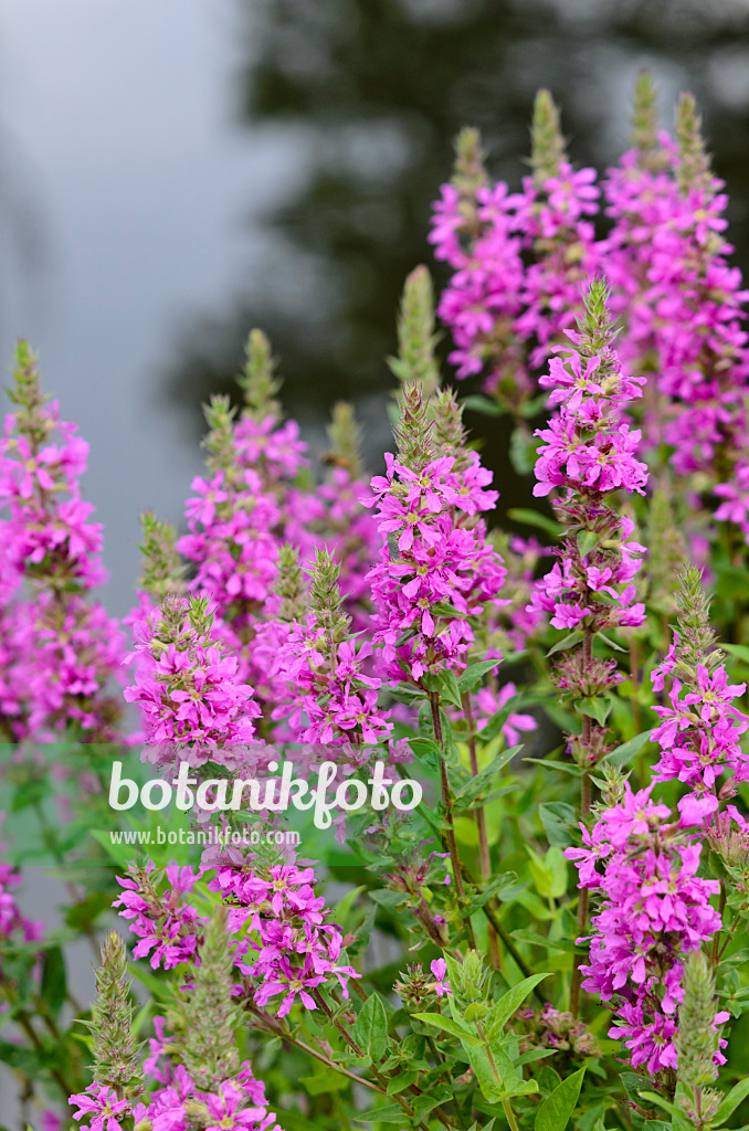 522099 - Gewöhnlicher Blutweiderich (Lythrum salicaria)