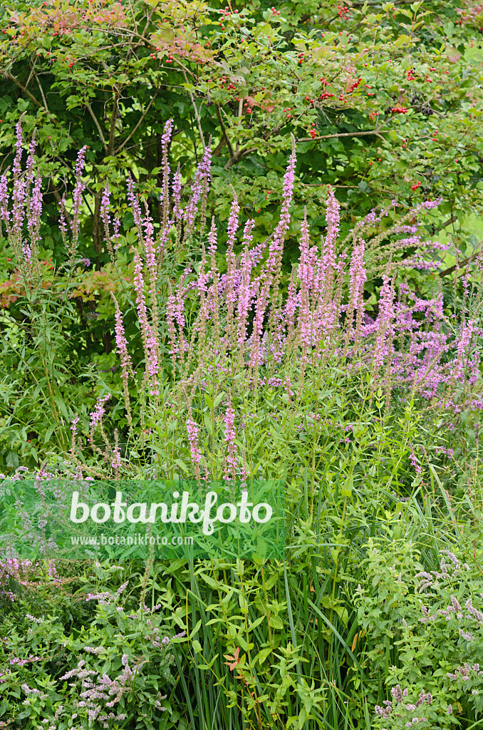 535178 - Gewöhnlicher Blutweiderich (Lythrum salicaria)