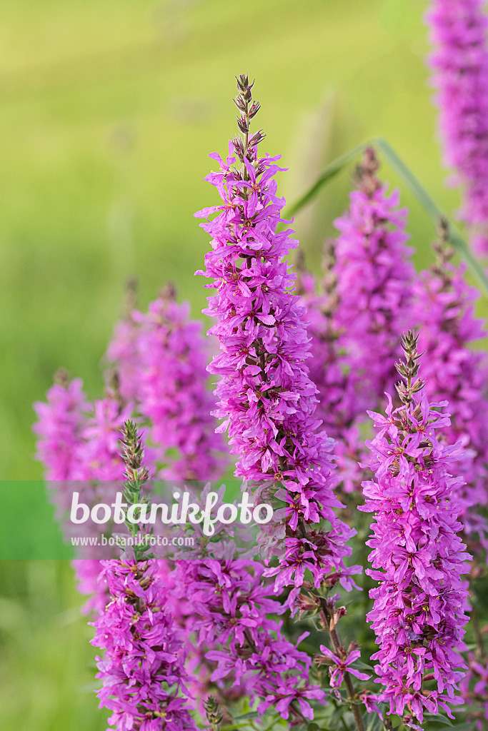 616423 - Gewöhnlicher Blutweiderich (Lythrum salicaria)