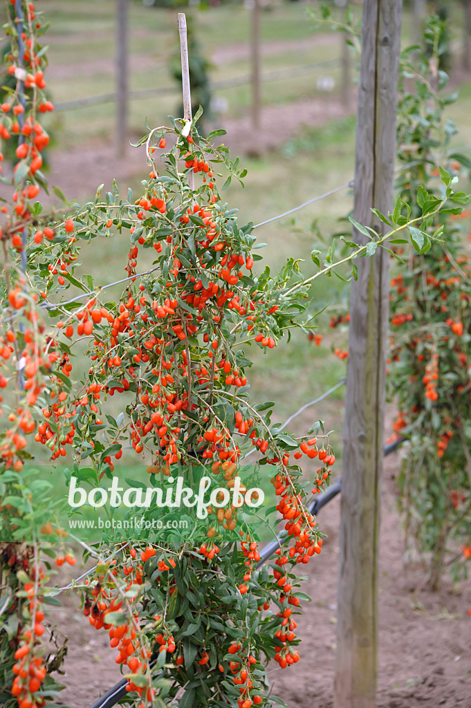 517307 - Gewöhnlicher Bocksdorn (Lycium barbarum 'No1 Lifeberry')