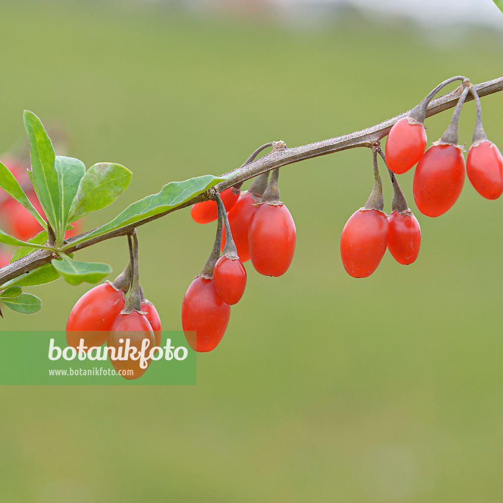 607131 - Gewöhnlicher Bocksdorn (Lycium barbarum 'Sweet Lifeberry')