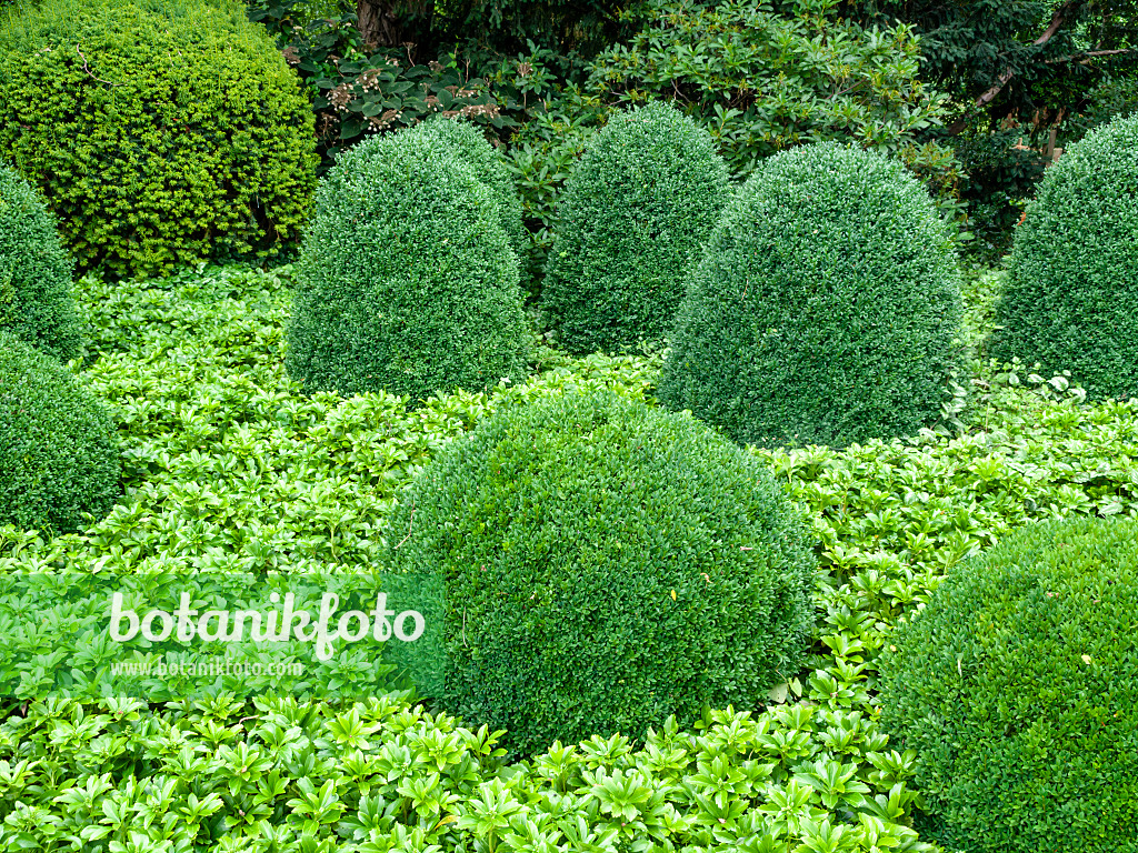 462147 - Gewöhnlicher Buchsbaum (Buxus sempervirens) und Japanischer Ysander (Pachysandra terminalis)