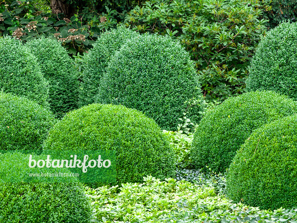 462148 - Gewöhnlicher Buchsbaum (Buxus sempervirens) und Japanischer Ysander (Pachysandra terminalis)