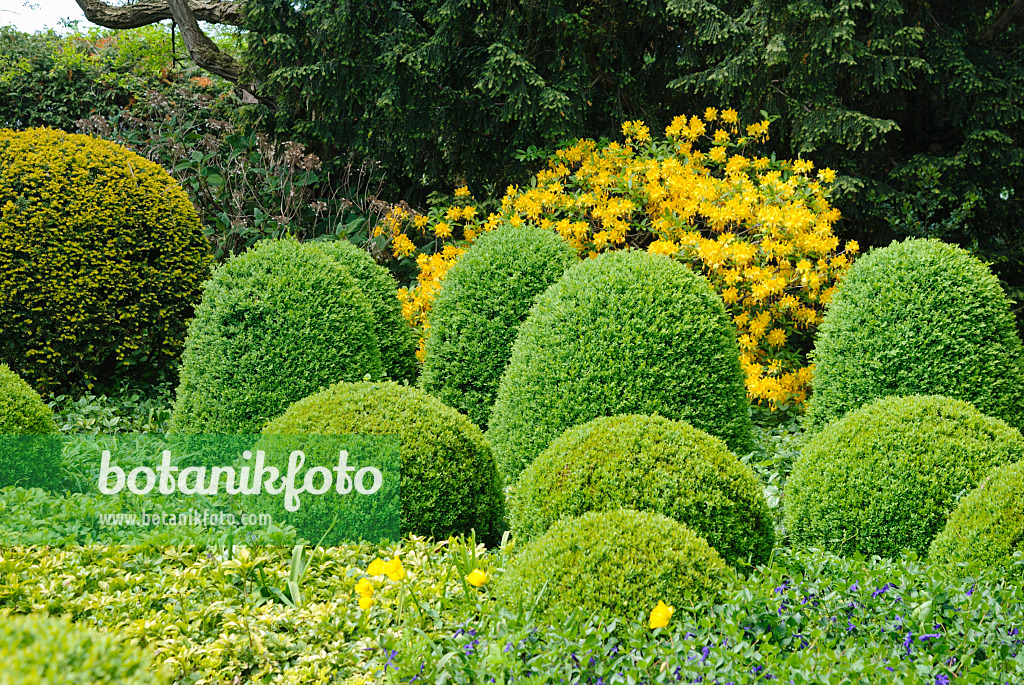 488162 - Gewöhnlicher Buchsbaum (Buxus sempervirens) und Pontische Azalee (Rhododendron luteum)