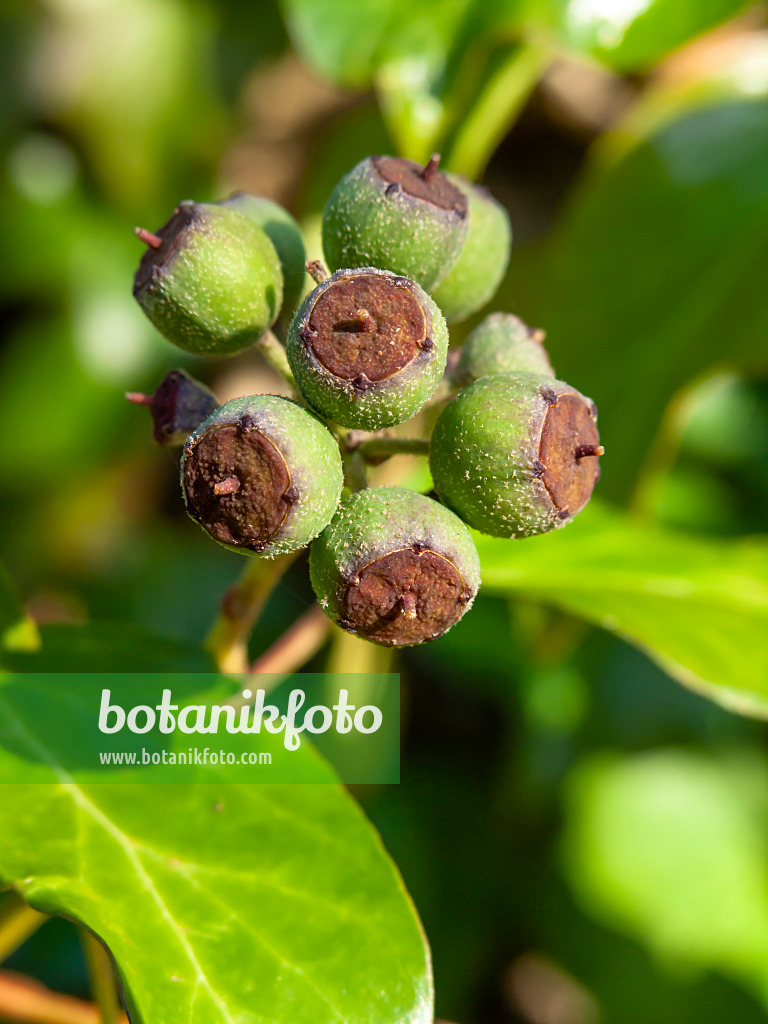 431075 - Gewöhnlicher Efeu (Hedera helix)