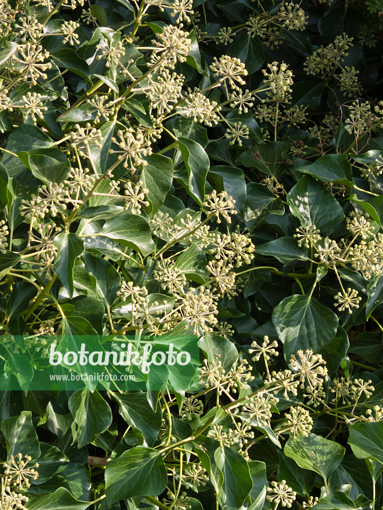 418065 - Gewöhnlicher Efeu (Hedera helix 'Arborescens')