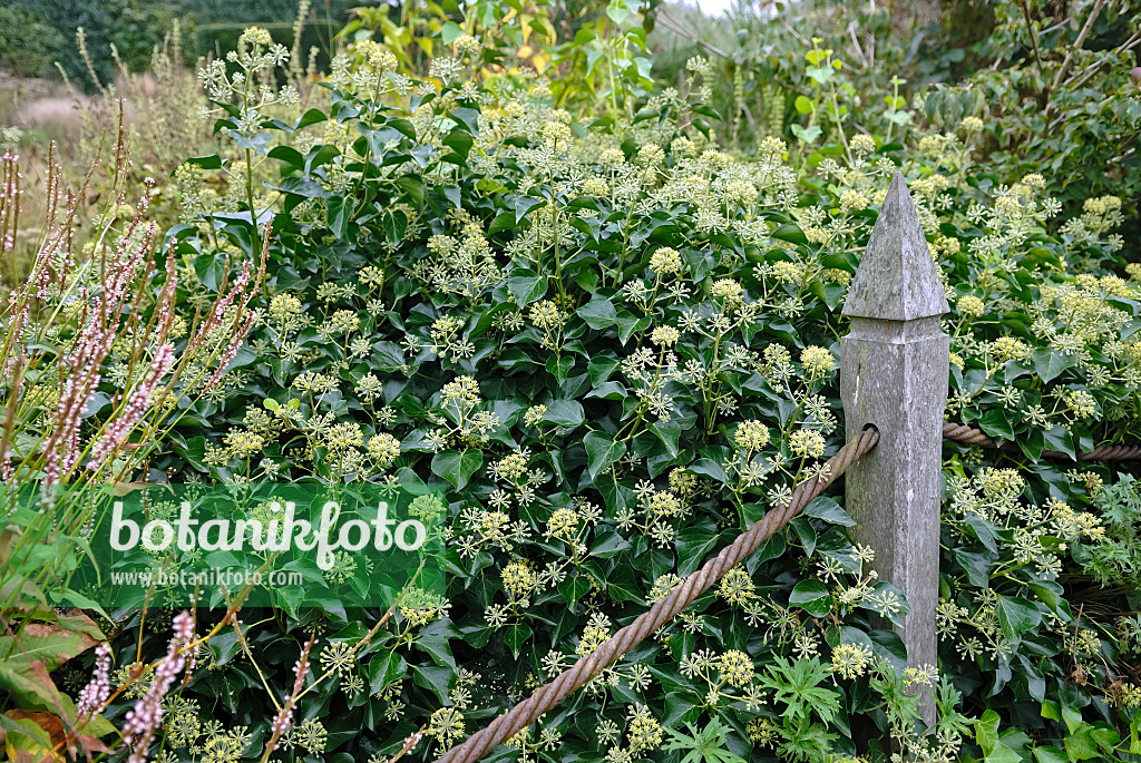 471394 - Gewöhnlicher Efeu (Hedera helix 'Arborescens')