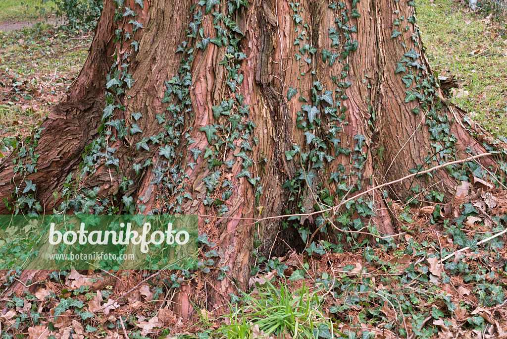 578017 - Gewöhnlicher Efeu (Hedera helix) und Urweltmammutbaum (Metasequoia glyptostroboides)