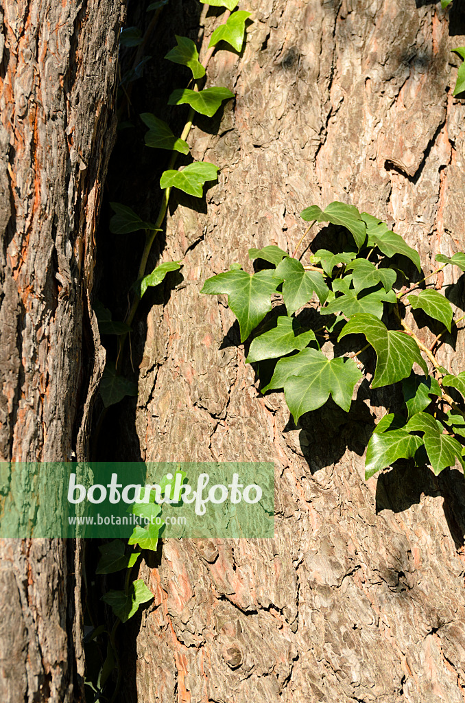 501176 - Gewöhnlicher Efeu (Hedera helix) und Waldkiefer (Pinus sylvestris)