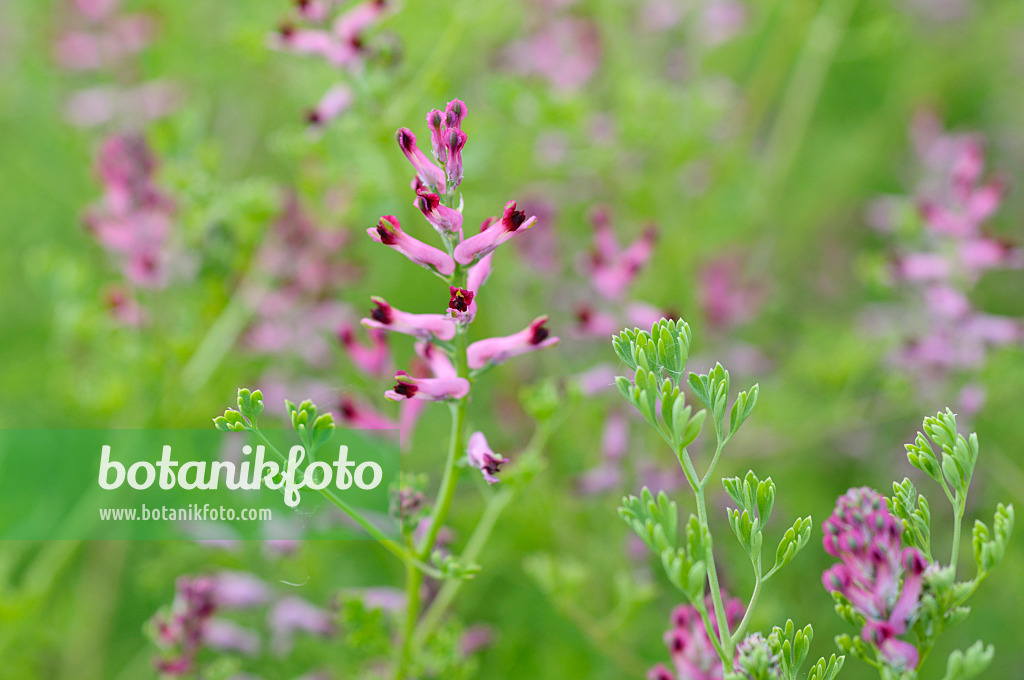 472265 - Gewöhnlicher Erdrauch (Fumaria officinalis)