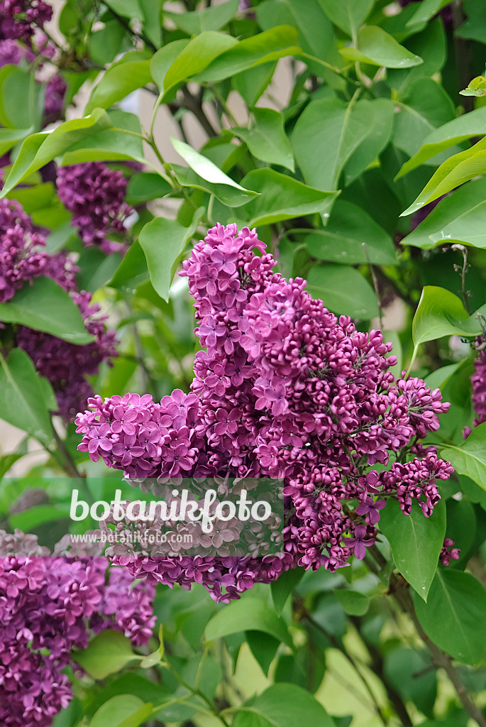 490180 - Gewöhnlicher Flieder (Syringa vulgaris 'Andenken an Ludwig Späth')