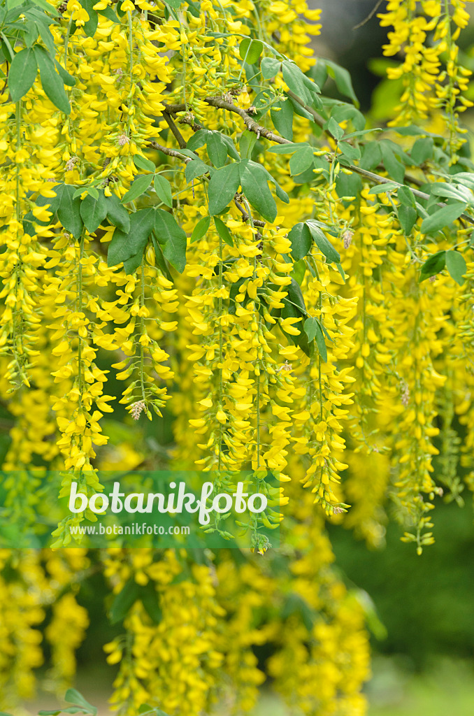 496078 - Gewöhnlicher Goldregen (Laburnum anagyroides)