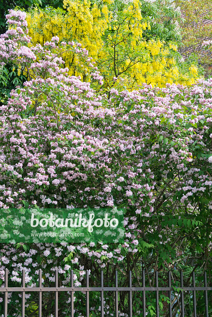 544164 - Gewöhnlicher Goldregen (Laburnum anagyroides) und Kolkwitzie (Kolkwitzia amabilis)