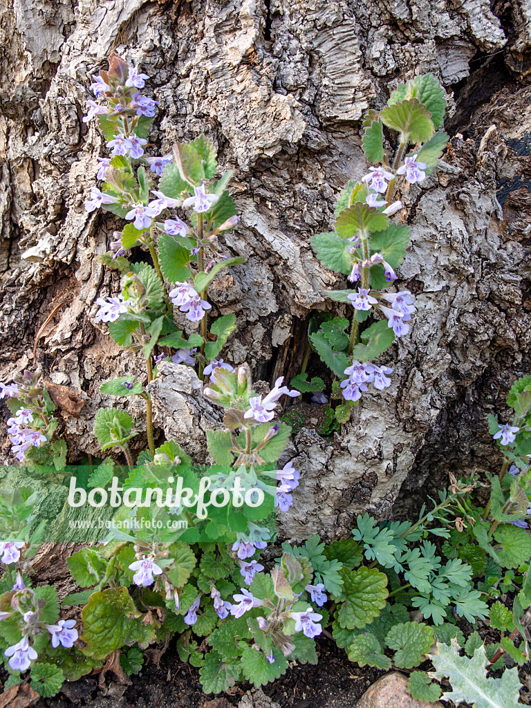 424115 - Gewöhnlicher Gundermann (Glechoma hederacea)