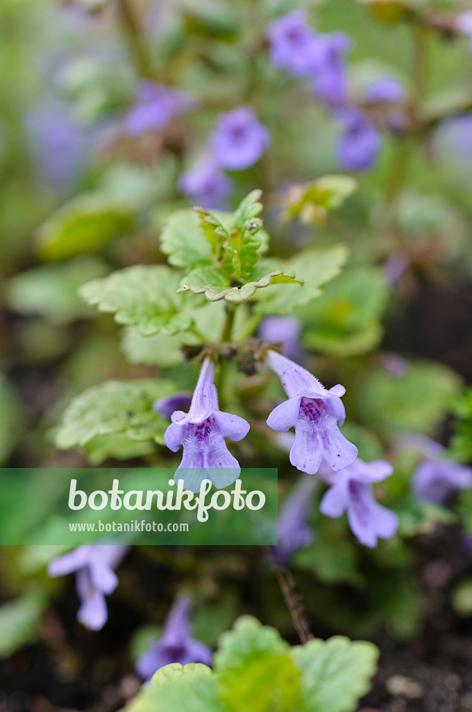 484117 - Gewöhnlicher Gundermann (Glechoma hederacea)