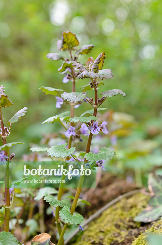 507114 - Gewöhnlicher Gundermann (Glechoma hederacea)