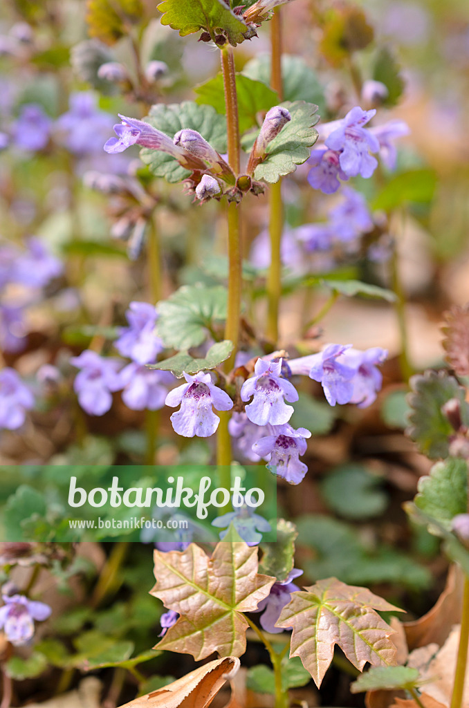 507115 - Gewöhnlicher Gundermann (Glechoma hederacea)