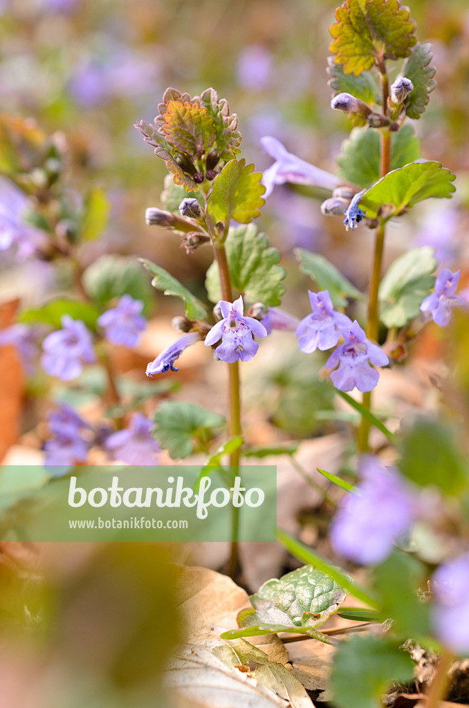 507116 - Gewöhnlicher Gundermann (Glechoma hederacea)