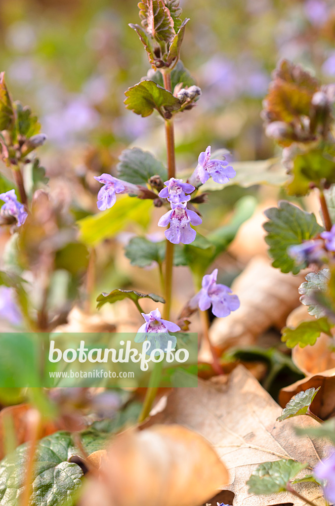 507117 - Gewöhnlicher Gundermann (Glechoma hederacea)