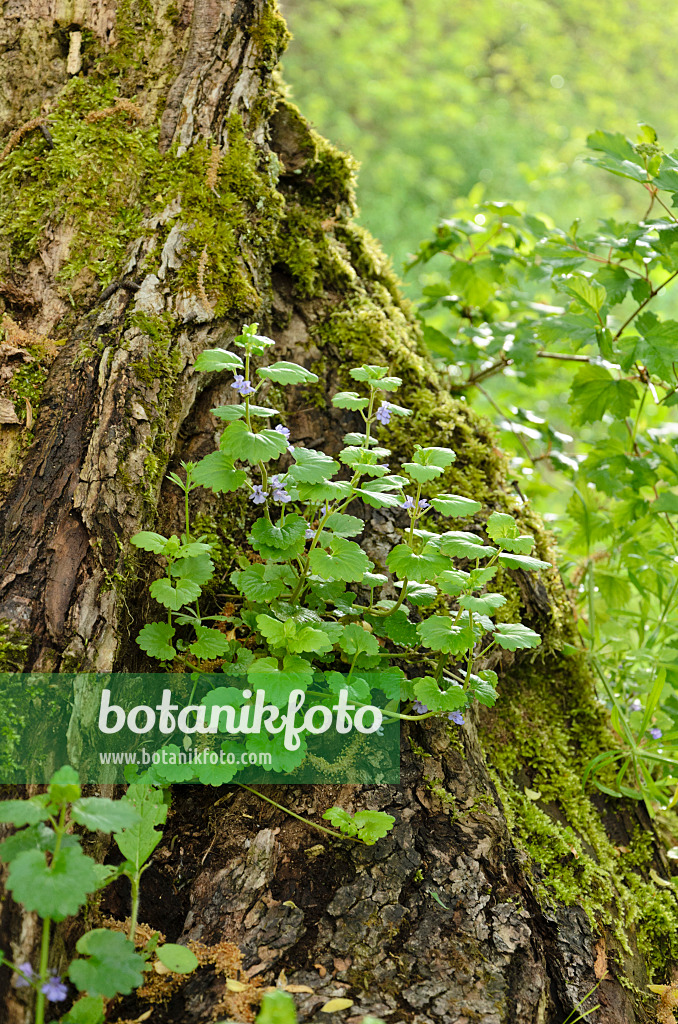 508040 - Gewöhnlicher Gundermann (Glechoma hederacea)