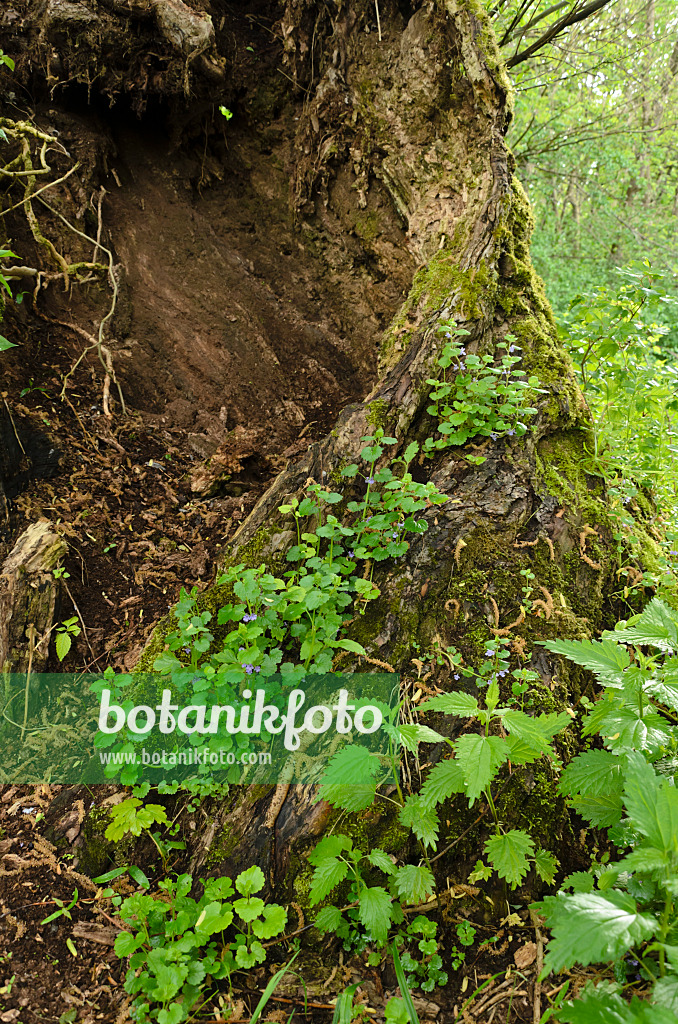 508041 - Gewöhnlicher Gundermann (Glechoma hederacea)