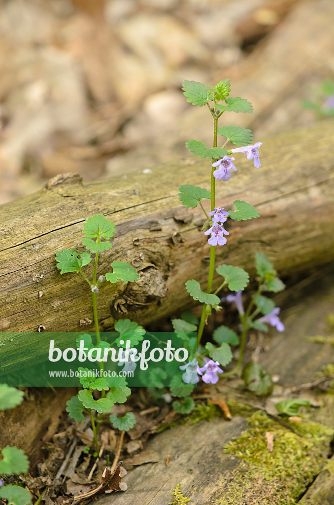 544038 - Gewöhnlicher Gundermann (Glechoma hederacea)