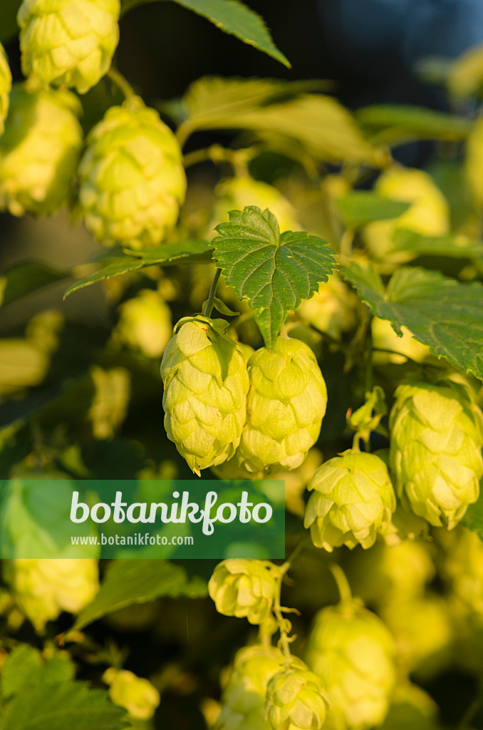 524012 - Gewöhnlicher Hopfen (Humulus lupulus)