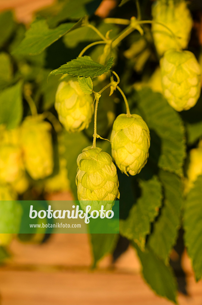 524017 - Gewöhnlicher Hopfen (Humulus lupulus)