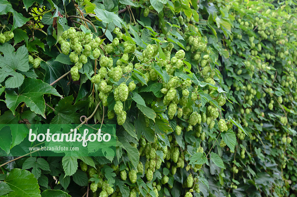 524088 - Gewöhnlicher Hopfen (Humulus lupulus)