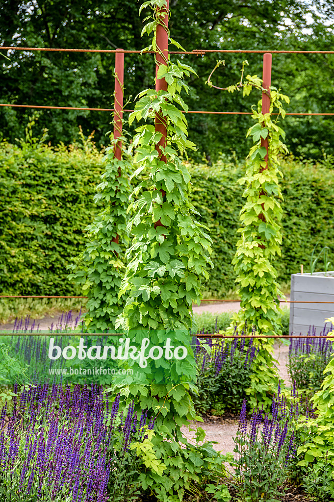 593104 - Gewöhnlicher Hopfen (Humulus lupulus)