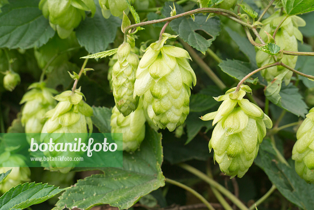 595029 - Gewöhnlicher Hopfen (Humulus lupulus)