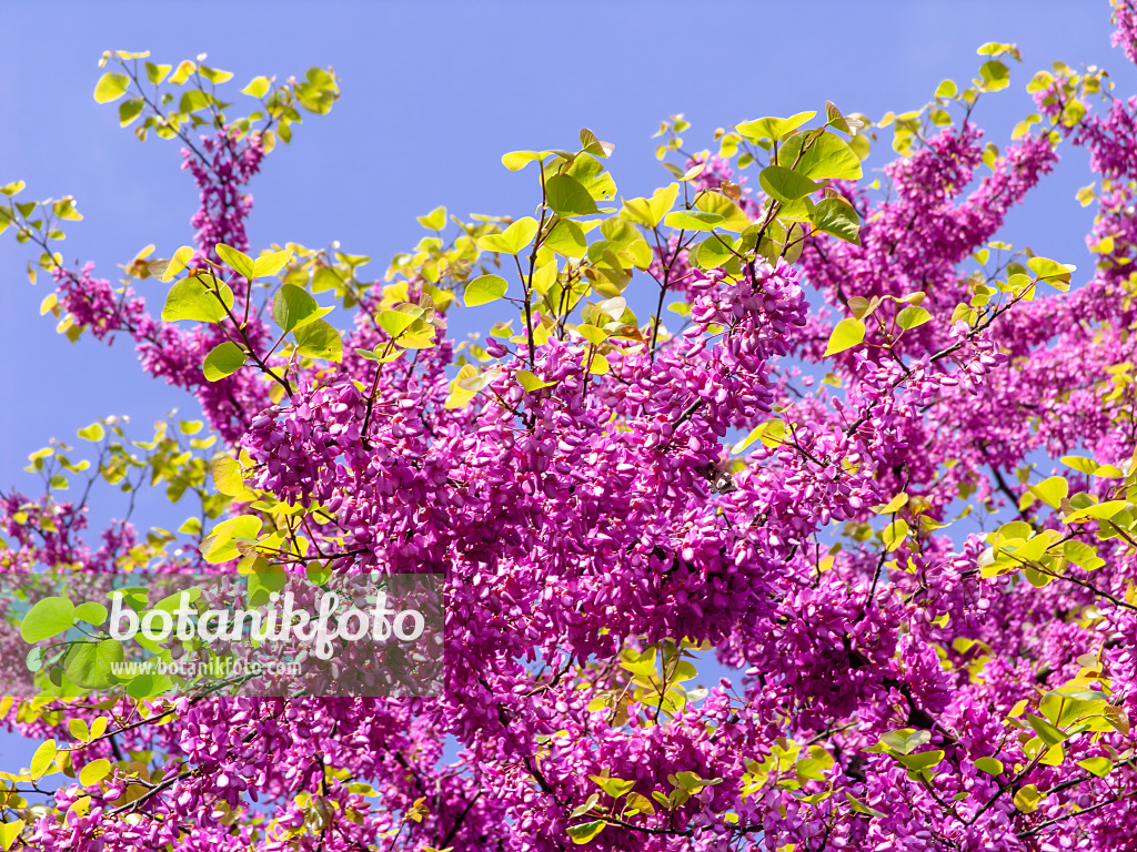 437229 - Gewöhnlicher Judasbaum (Cercis siliquastrum)