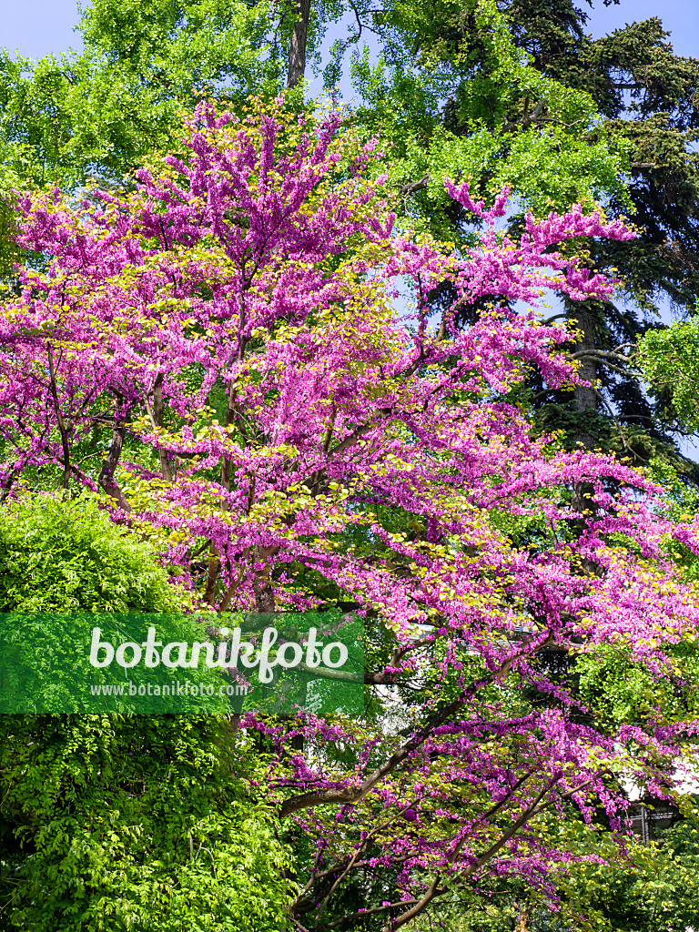 437260 - Gewöhnlicher Judasbaum (Cercis siliquastrum)