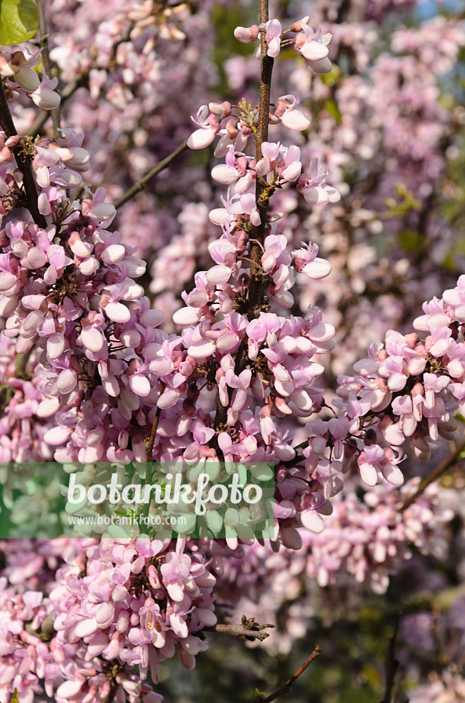 496010 - Gewöhnlicher Judasbaum (Cercis siliquastrum)