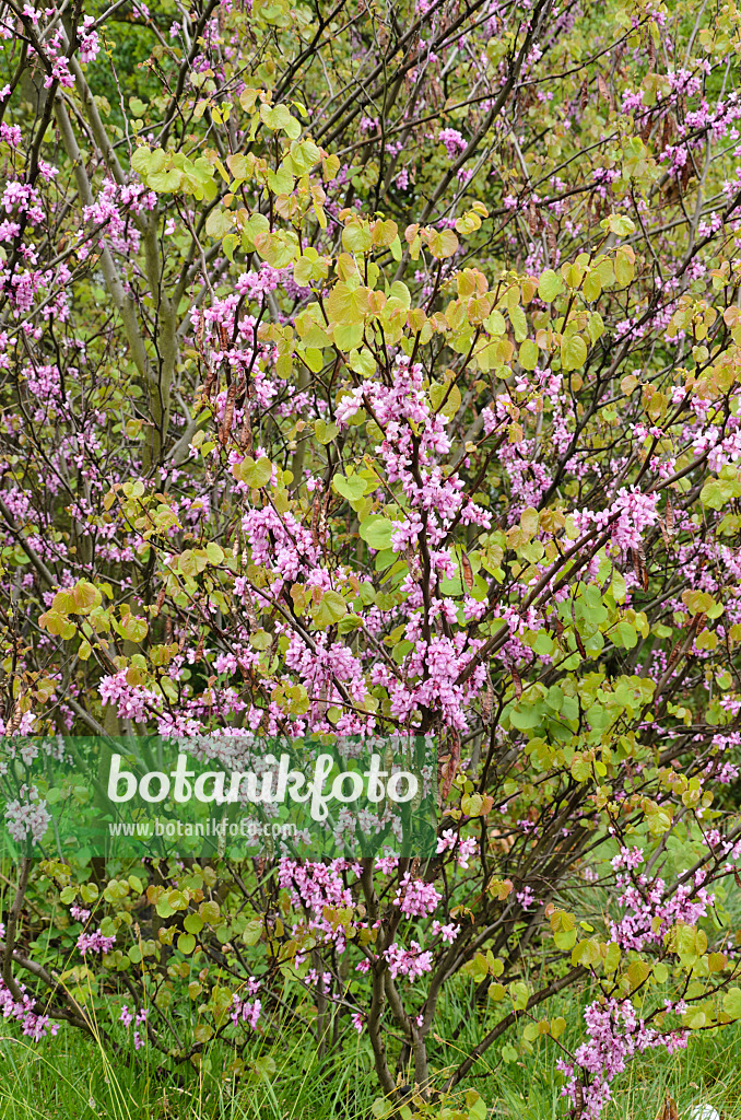 508064 - Gewöhnlicher Judasbaum (Cercis siliquastrum)