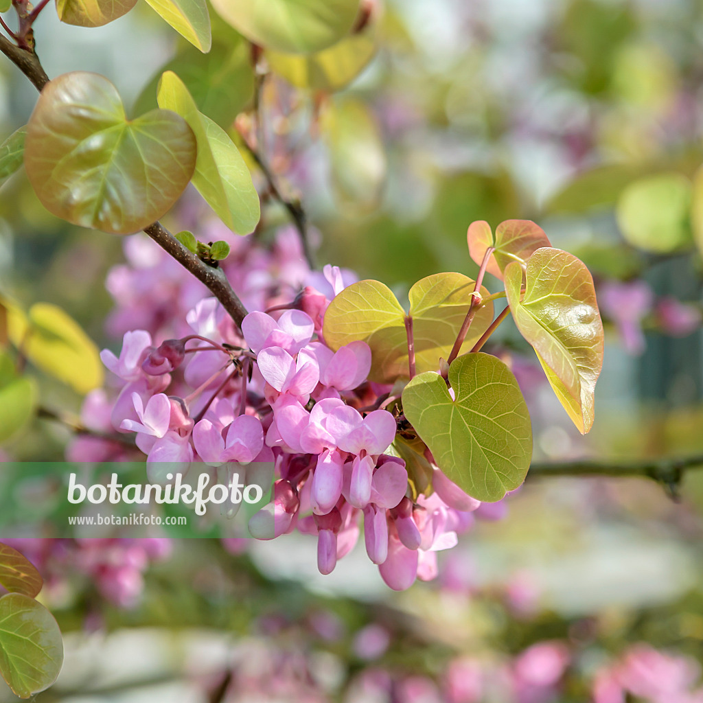 558072 - Gewöhnlicher Judasbaum (Cercis siliquastrum)