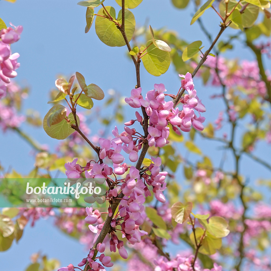 558073 - Gewöhnlicher Judasbaum (Cercis siliquastrum)