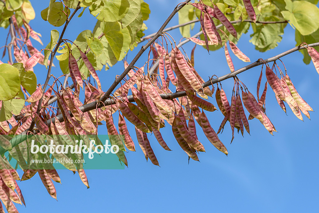 575052 - Gewöhnlicher Judasbaum (Cercis siliquastrum)