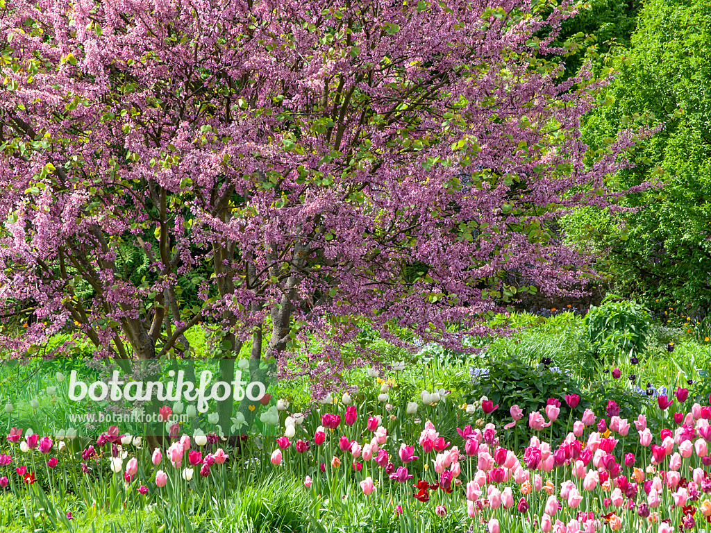 437386 - Gewöhnlicher Judasbaum (Cercis siliquastrum) und Tulpe (Tulipa)