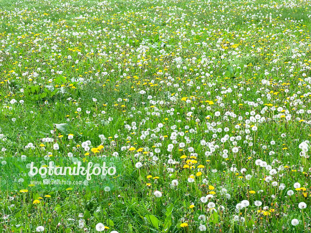 484353 - Gewöhnlicher Löwenzahn (Taraxacum officinale)